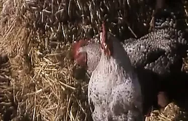 Partie De Chasse En Sologne Hardcore Porn By Titty Holes XHamster