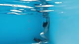 Halka açık yüzme havuzunda ateşli piliç tek başına ve ıslak snapshot 12