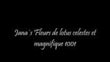 Fleurs de lotus celestes et magnifique 1001 snapshot 1