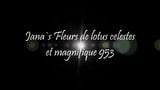 Fleurs de lotus celestes et magnifique 953 snapshot 1