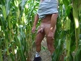 wanking in the corn field snapshot 4
