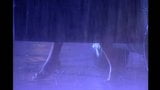 सैंड्रा आयरन गर्मी की बारिश snapshot 1