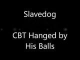 CBT Hanged by his Balls snapshot 1