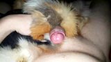 Red fox cum shots snapshot 2