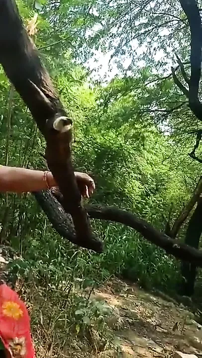Clip ngắn về làng dì 200