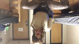 cd masturbating in a female mask snapshot 9