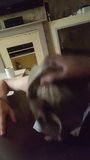 White Guy Sucks Black Dick snapshot 2