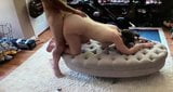 Pawg Ehefrau geritten Doggystyle snapshot 2