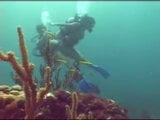 Scuba diving snapshot 4