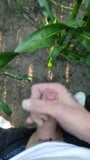 La femme du fermier a demandé à injecter des vitamines supplémentaires dans le champ de maïs, il était un peu timide snapshot 11
