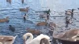 Ficken wie die Enten snapshot 1