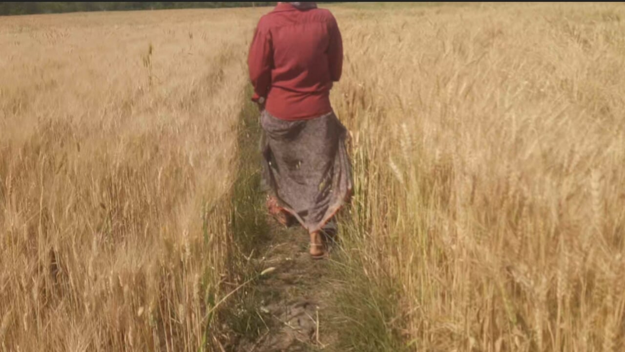 Beautiful sister-in-law cut fodder in the wheat field, brother-in-law fucked big fat ass in sister-in-law's mouth in the open forest