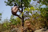 Village Boy Nude In Forest And Play With Tree snapshot 7