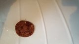 Cum covered chocolate cookie, task for Master roundpound snapshot 2