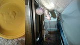 Estim milking snapshot 12