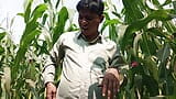 Indyjska wioska shemale forest corn field jebanie - filmy Desi w języku hinduskim snapshot 2