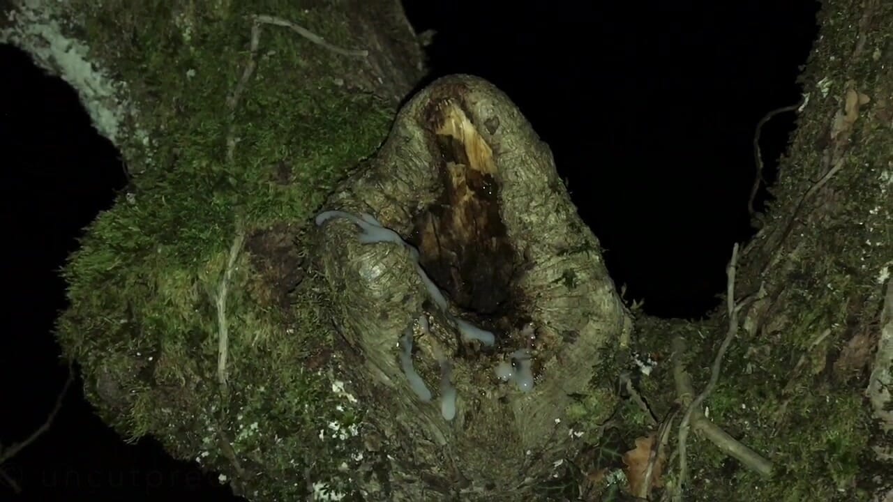 My huge cumshot on a big pussy tree