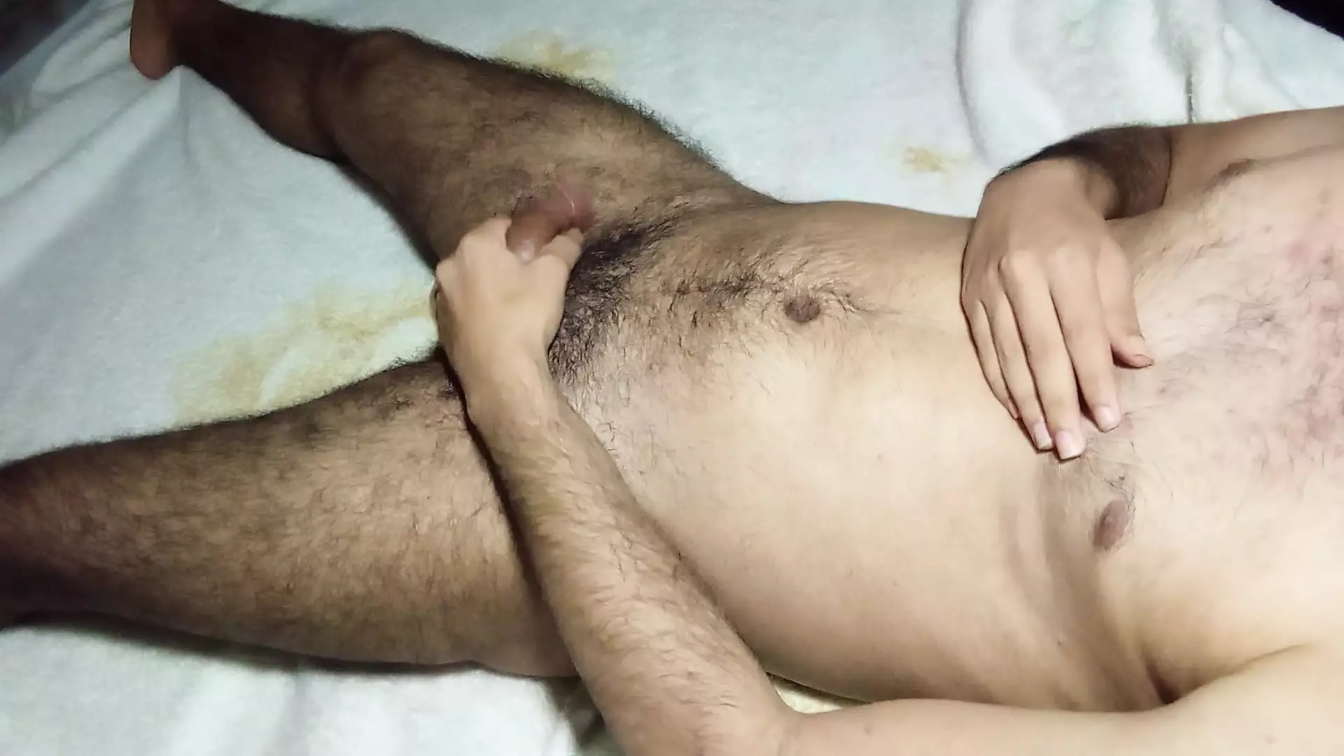 Großer weißer Schwanz, Latino abspritzen