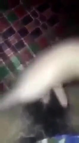 Une chatte poilue puante se masturbe