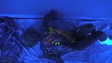 nXkkX UV Painting Glowing Big Tits snapshot 4