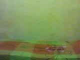 Batendo Ponheta no Quarto snapshot 1