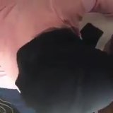 Hijabi Girl in Blowjob snapshot 3