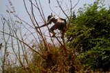 Village Boy Nude In Forest And Play With Tree snapshot 16