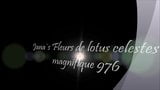 Fleurs de lotus celestes et magnifique 974 snapshot 1