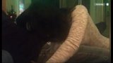 Periscope - Katerina511 - Blowjob snapshot 6