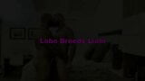 Lobo Breedss Liam snapshot 1