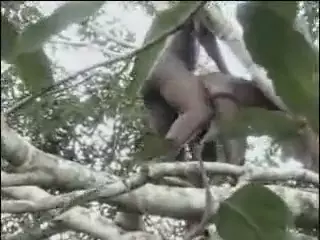 Amatir afrika nyata bercinta di pohon, bagian 2 | xHamster