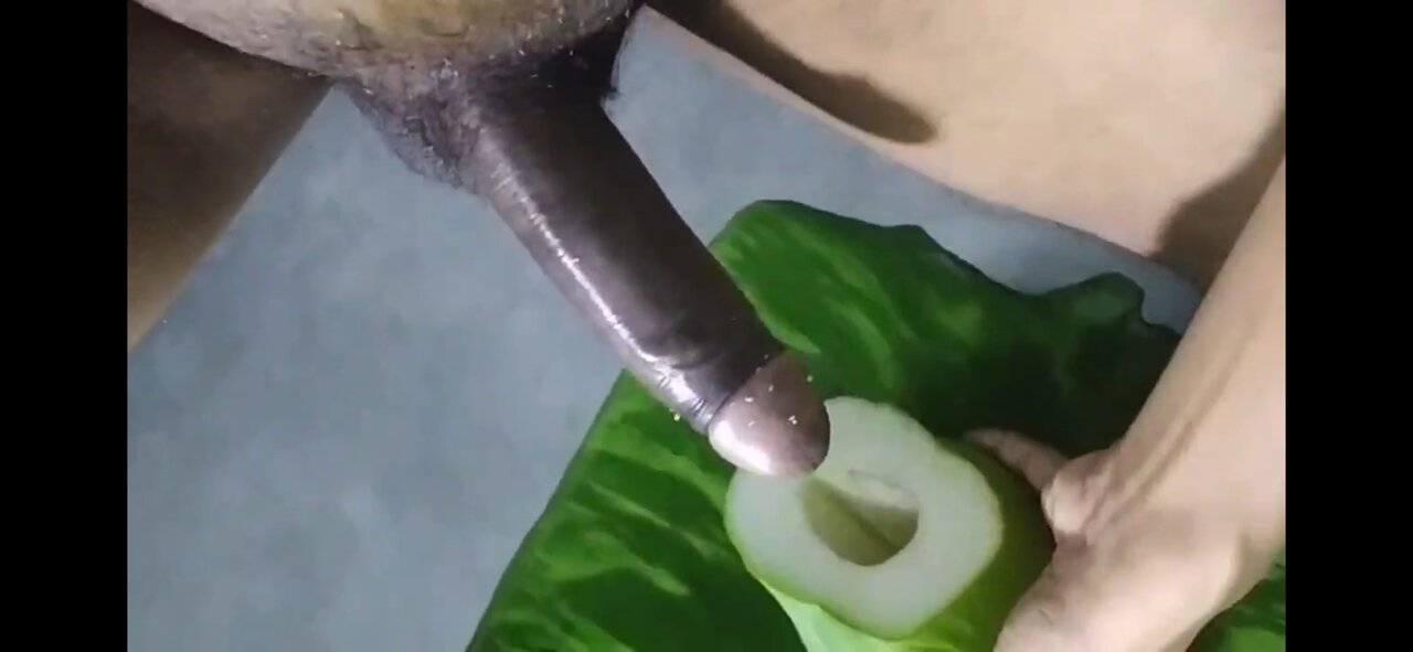 India berkongkek batang besar papaya