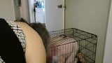 Put doggy in cage snapshot 6