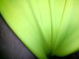 daddy nick fucks a slutty in yellow snapshot 10