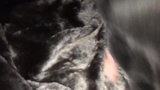 fur cum snapshot 1