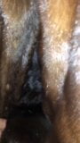 Fur play snapshot 4