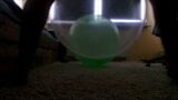 Balão foda e gozando dentro snapshot 1