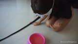 Piss and Cum: Leashed Girlfriend Drinks Out of a Dog Bowl snapshot 2