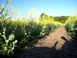 Afternoon in the canola-field & little shadow theatre snapshot 3