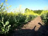 ยามบ่ายในโรงละครสนาม canola-field และโรงละครเงาเล็ก ๆ snapshot 3