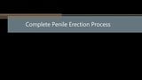 Complete penis erection process snapshot 1