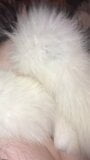 Cum on Arctic Fox Fur snapshot 3