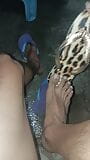 Cum In New Havaianas Animal Print 2023 snapshot 10