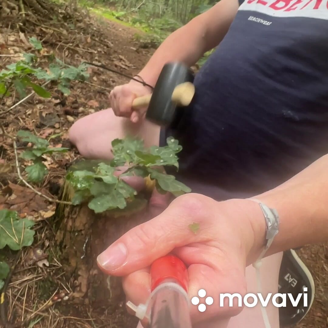 Ballen slaan met hamer in het bos