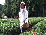 M615G11 Una mujer madura que dirige una plantación de té en Shizuoka, ¡decide aparecer av hace unos años! Sexo en la plantación de té! snapshot 1