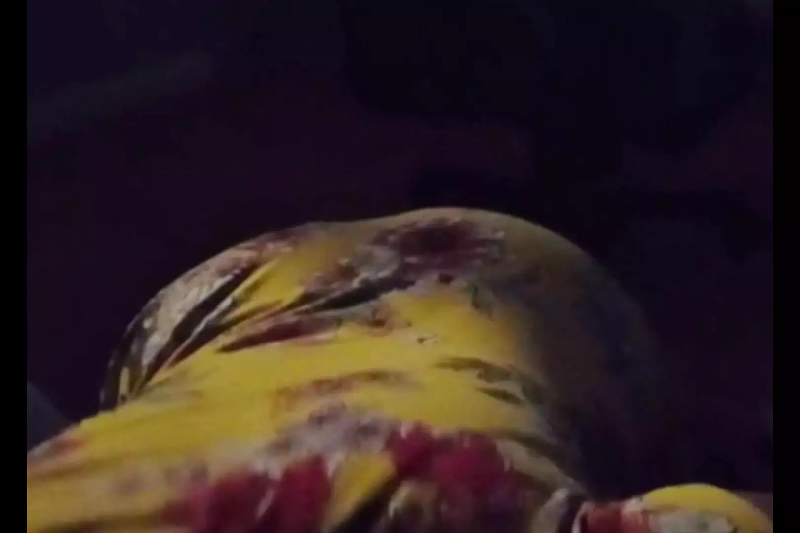 Miss Persiana Fairuza Porn Videos: Full HD 1080p XXX 2025 | xHamster