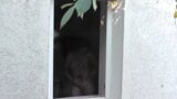 Зовні – молодий сусід спостерігає, як матуся приймає душ snapshot 17