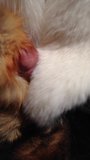 White and red fox fur stroke snapshot 7