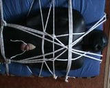 Grey and white - Slave is in the neoprene bodybag snapshot 10