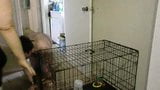 Put doggy in cage snapshot 3